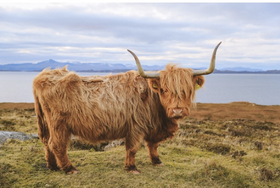 fluffy Highland cows 