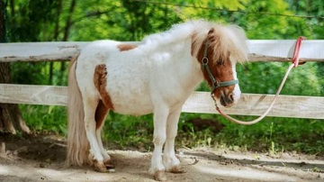 pony, pony shetland