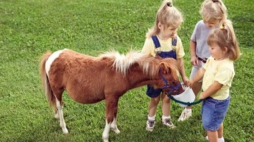 pony, pony shetland